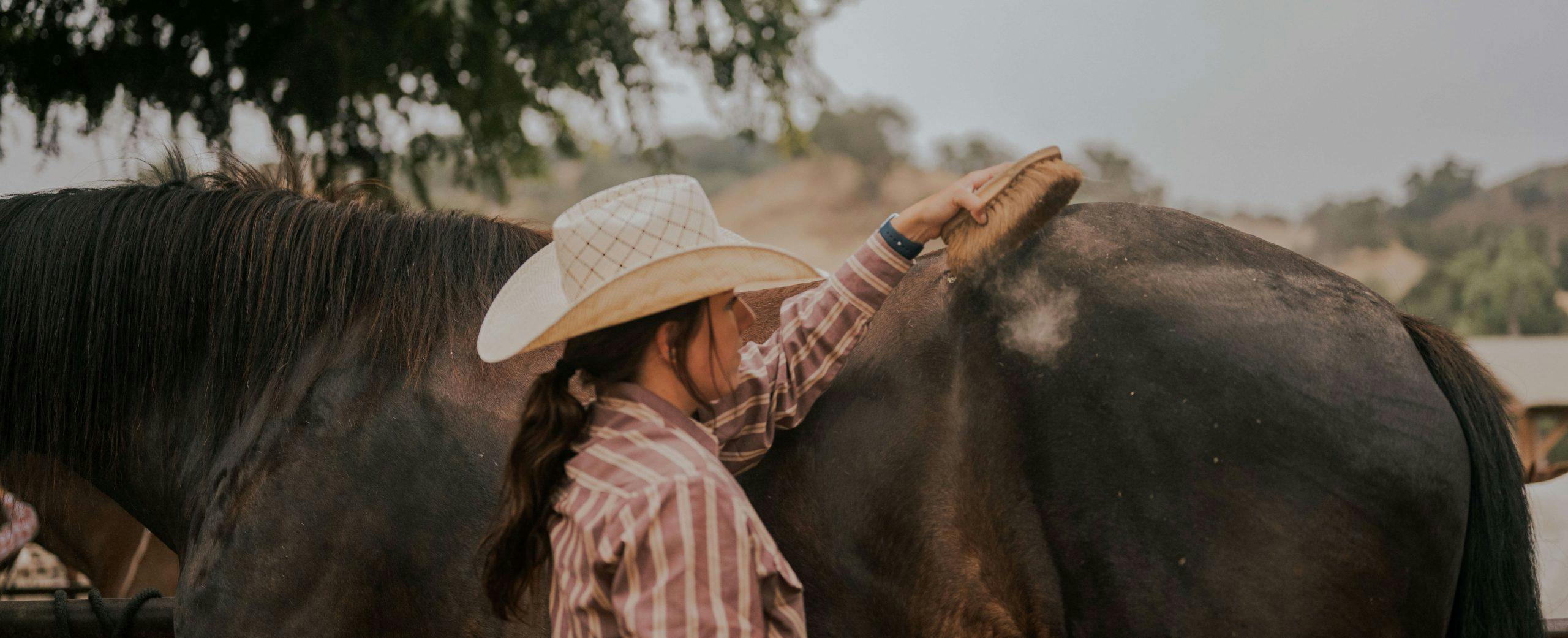 person brushing a horse